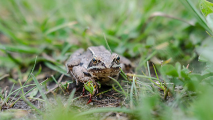 Naklejka premium Brown toad in the green grass. Macro photo.