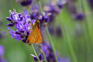butterfly skipper perching on lavender