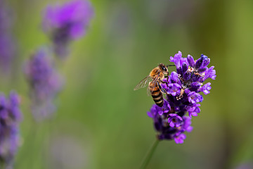 bee on a lavender flower