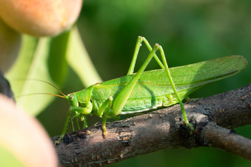 Great Green Bush-cricket (Tettigonia viridissima) on a peach tree