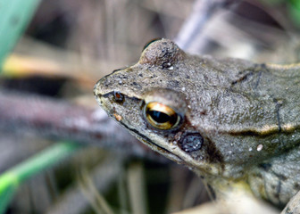 Portrait of a gray-brown frog. Macro photo
