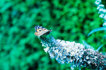 Buddleja davidii