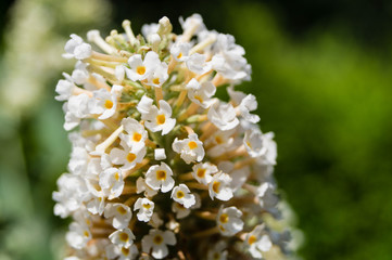 Buddleja davidii