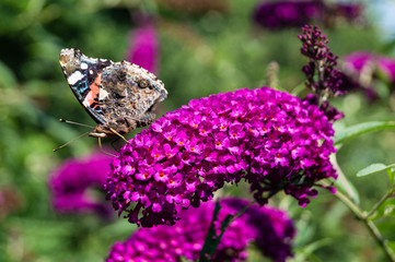 Buddleja davidii
