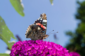 Buddleja davidii