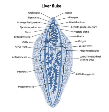 Fasciola hepatica. Internal structure of Liver fluke in blue with corresponding designations. Vector illustration in flat style isolated over white background.