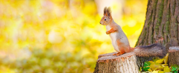 Cute squirrel sitting on stump among the many fallen yellow maple leaves in the autumn park Elagin Island in St Petersburg. Beautiful autumn panoramic background