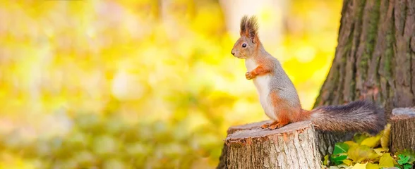 Plexiglas foto achterwand Schattige eekhoorn zittend op stomp tussen de vele gevallen gele esdoornbladeren in het herfstpark Elagin Island in Sint-Petersburg. Mooie herfst panoramische achtergrond © marmoset