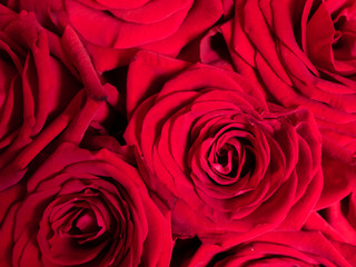 Red rose bright background, flowers pattern. Bouquet of fresh roses,