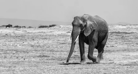 Foto op Aluminium Elephant walking along. © Roni
