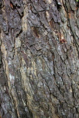 Tree bark texture. natural backgrounds, textures