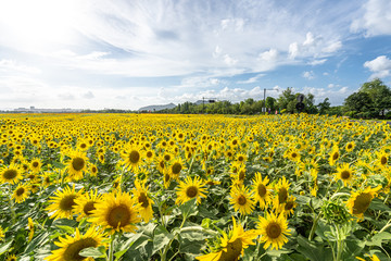 sunflower in garden