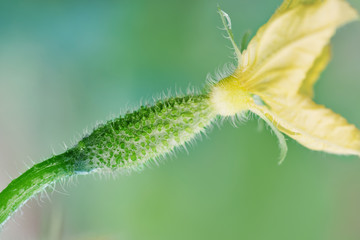 Young little cucumber with yellow flower macro photo