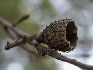 Acorn Shell in winter  closup