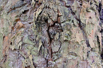 Tree bark texture. natural backgrounds, textures