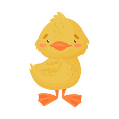 Yellow duckling is standing. Vector illustration on a white background.