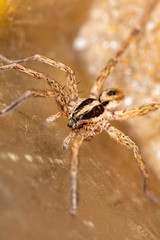 spider wolf in a native habitat