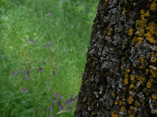 Oak Tree  Bark Lichen purple wildflowers
