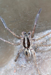 spider wolf in a native habitat