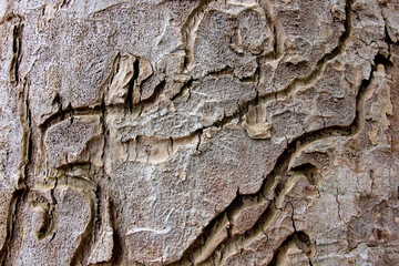 Tree bark texture, Wooden tree skin after for Termites eat.