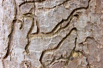 Tree bark texture, Wooden tree skin after for Termites eat.
