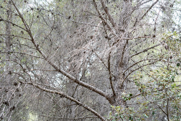 Trockener Pinienbaum