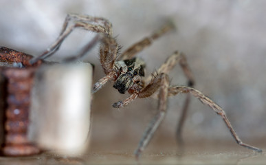 spider wolf in a native habitat