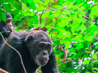 Chimpanzee in forest lying around