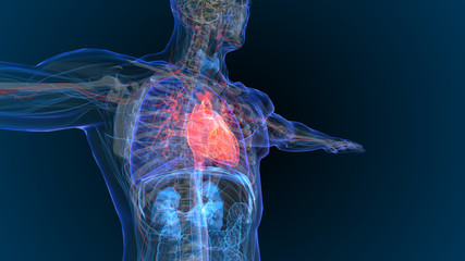 3d rendered illustration of  heart attack and heart disease 3D illustration