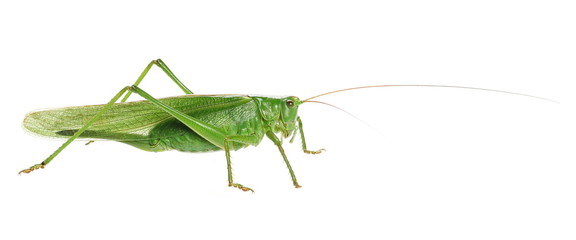 Great green bush-cricket, Tettigonia viridissima, isolated on white - obrazy, fototapety, plakaty