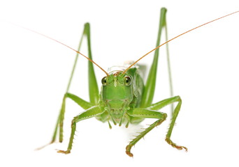 Great green bush-cricket, Tettigonia viridissima, isolated on white