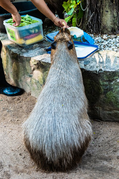 Capybara. The capybara Hydrochoerus hydrochaeris. largest rodent in the world. Capybara sitting on green grass. The concept of animals in the zoo.