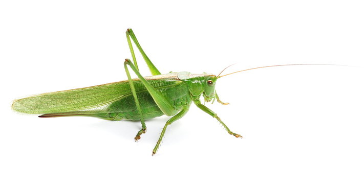 Great green bush-cricket, Tettigonia viridissima, isolated on white