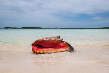 shell on the beach