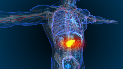3d rendered illustration of  pancreas - cancer - Illustration