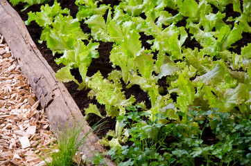 lettuce in the garden