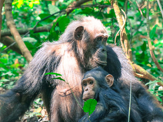 Chimpanzee in forest lying around