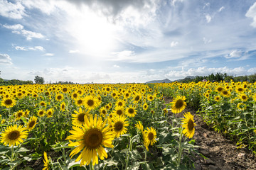 Obraz premium sunflower in garden