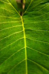 Fresh green leaf texture
