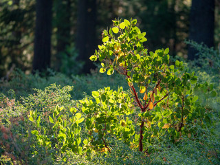Fototapeta premium Morning Light Manzanita Serria Nevadas California 