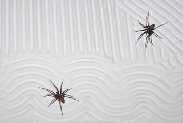Spiders