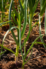 Obraz premium Plantación de Ajos