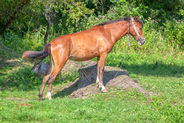 red domestic horse standing on the meadow 