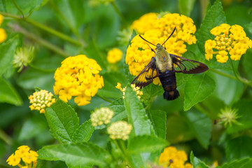 Hummingbird Moth
