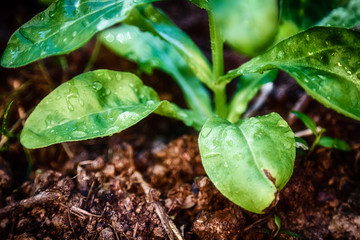 Green sprout is with water drops