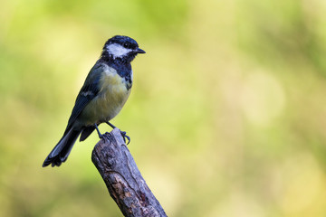 Nice small bird, called Great Tit (parus major) posed over a branch, with an out of focus background