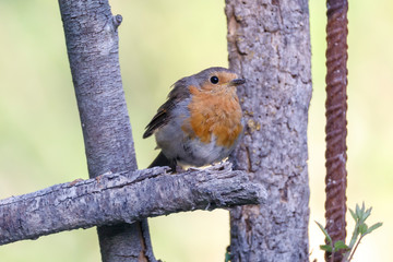 Nice small bird, called European Robin (erithacus rubecula) posed over a branch, with an out of focus background