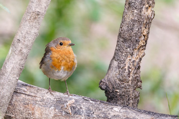 Nice small bird, called European Robin (erithacus rubecula) posed over a branch, with an out of focus background