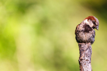 Nice small bird, called House Sparrow (parus domesticus) posed over a branch, with an out of focus background