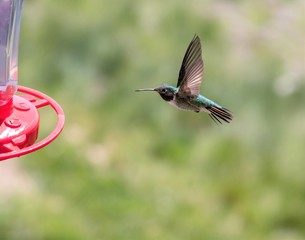 Hummingbird in flight, approaching a feeder.